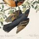 Poster about the Variegated Blackbird, after an old engraving from 1827.