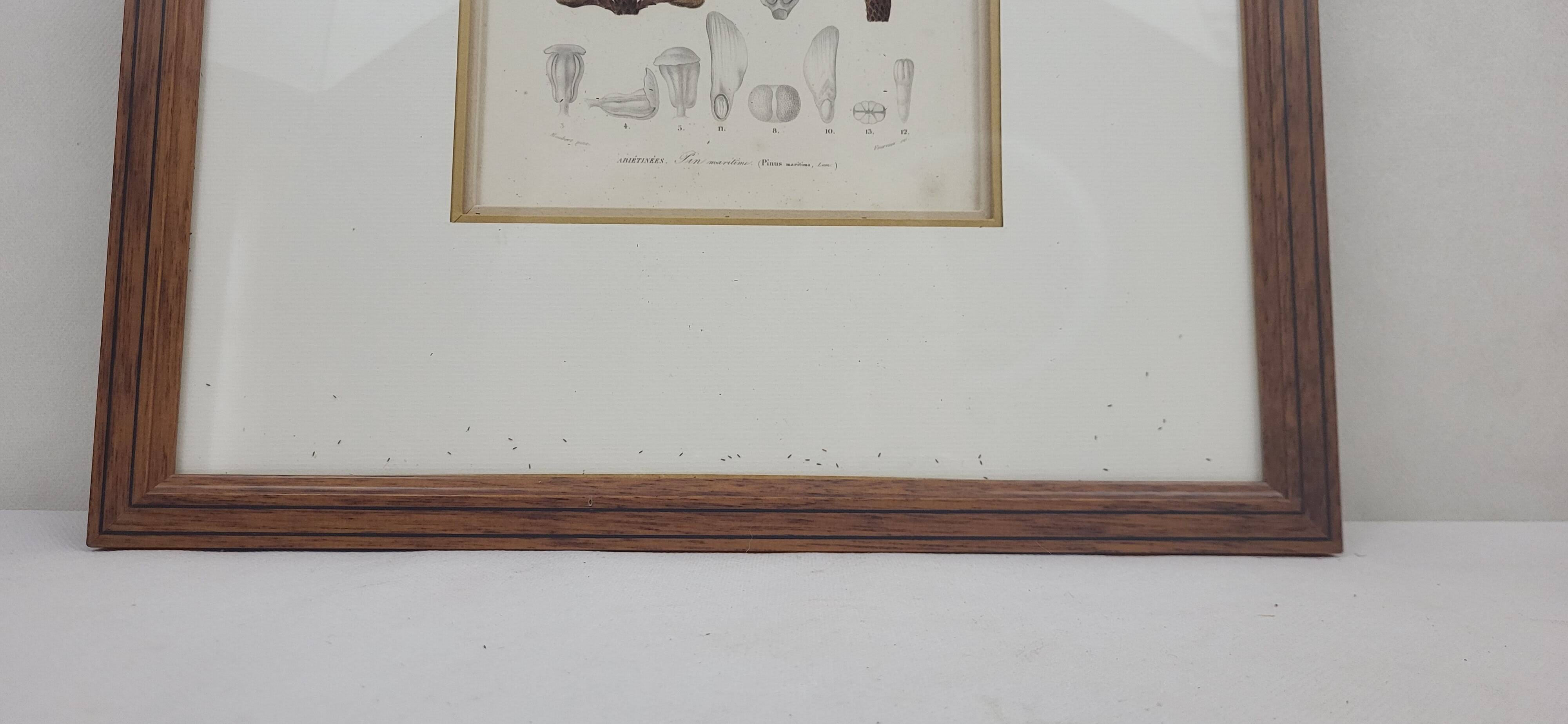 Botanical plate engraving Maritime pine Fournier