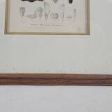 Botanical plate engraving Maritime pine Fournier