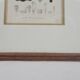 Botanical plate engraving Maritime pine Fournier