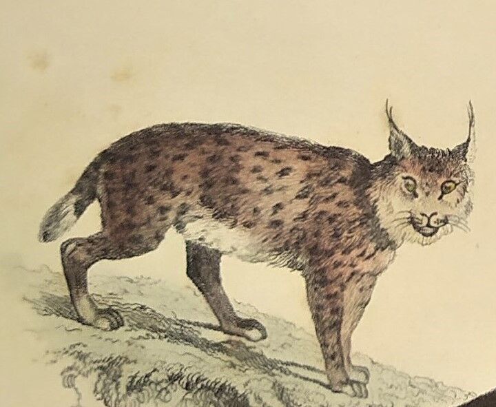 Original zoological plate of 1839 "leopard"