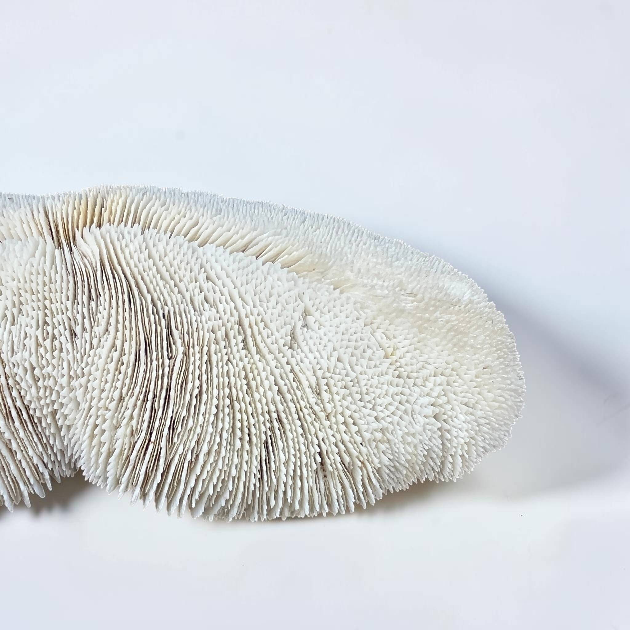 Grand corail blanc ancien à lamelles  coussin de requin 31 cm