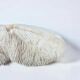 Grand corail blanc ancien à lamelles  coussin de requin 31 cm
