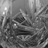Crystal cider pitcher engraved early twentieth century