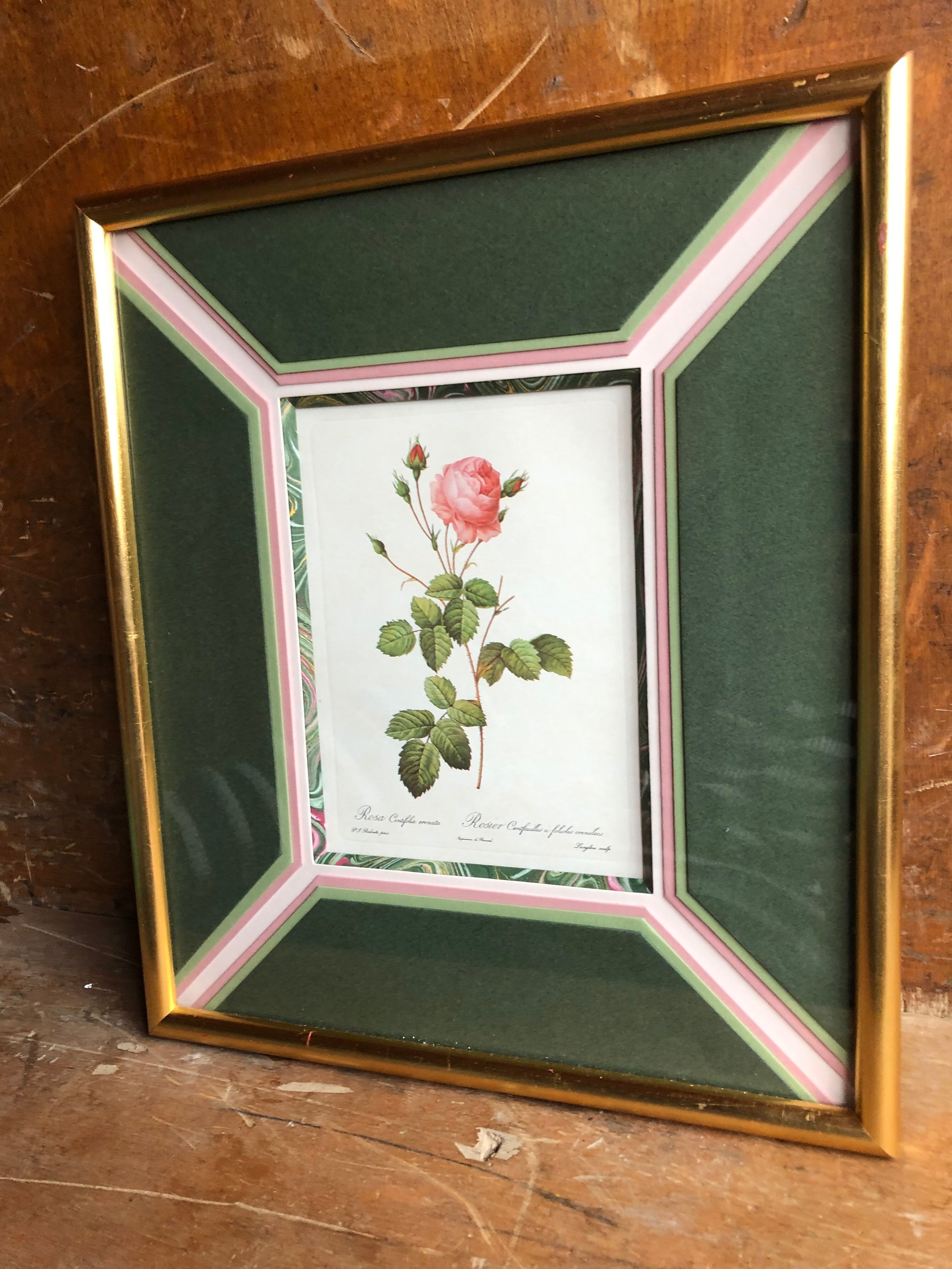 Old lithography botanical plate rose hundred sheets & golden frame vintage