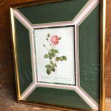 Old lithography botanical plate rose hundred sheets & golden frame vintage