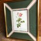 Old lithography botanical plate rose hundred sheets & golden frame vintage