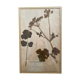 Framed herbarium boards, 1900s