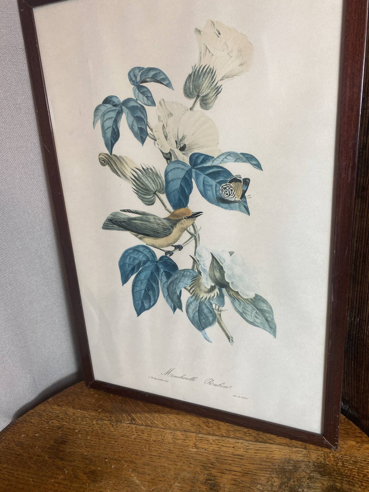 Zoological poster, engraving, of a Ruby-crowned Kinglet, Descourtilz