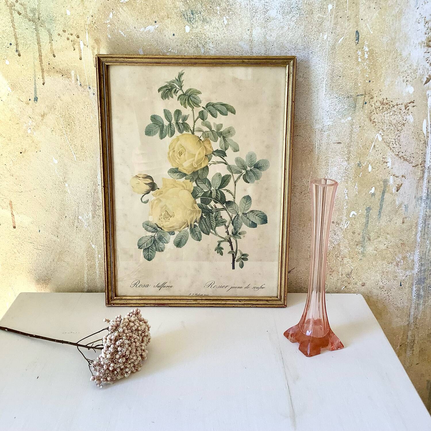 Botanical lithograph by Pierre Joseph Redouté