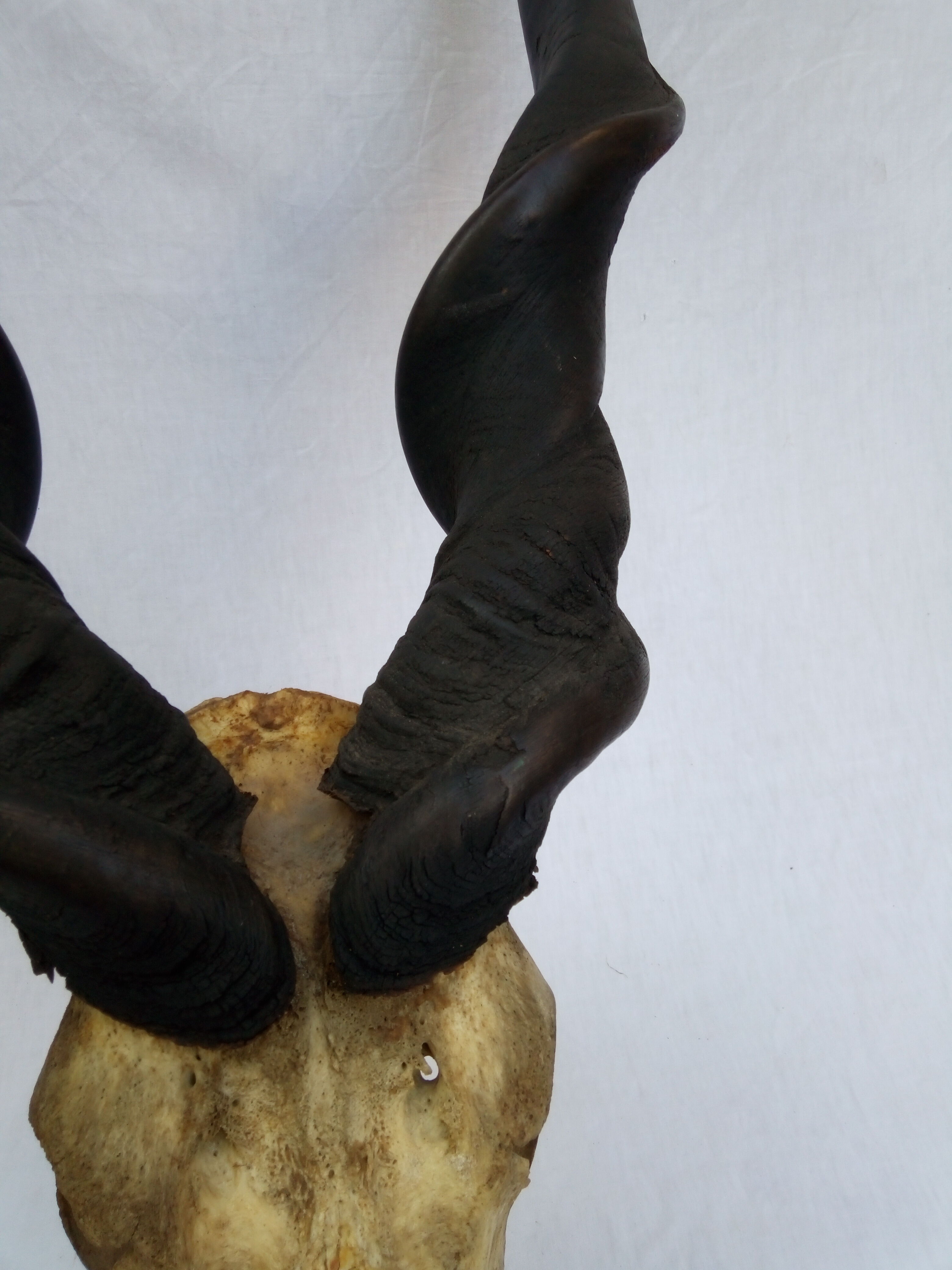 Ancient and very large hunting trophy. Derby Elk