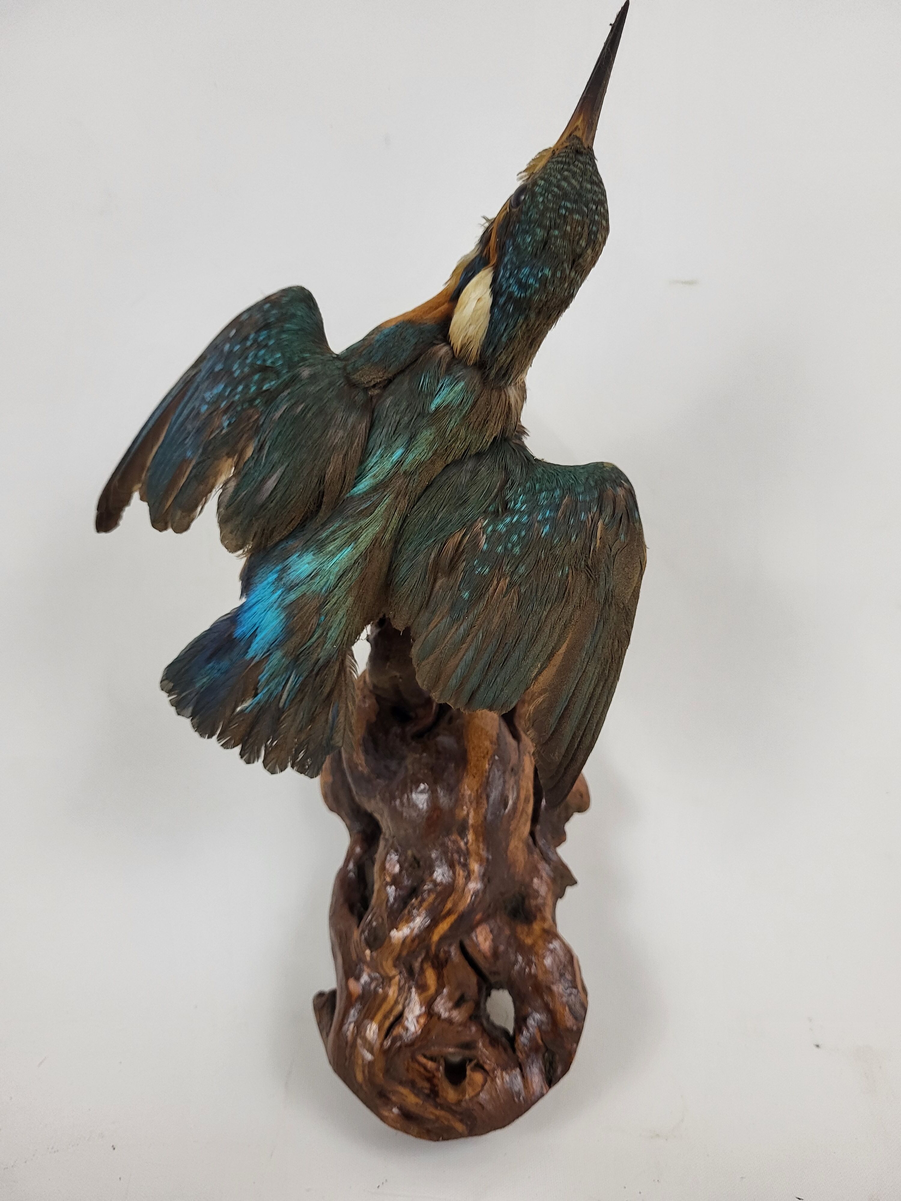Stuffed and naturalized Kingbird Taxidermy