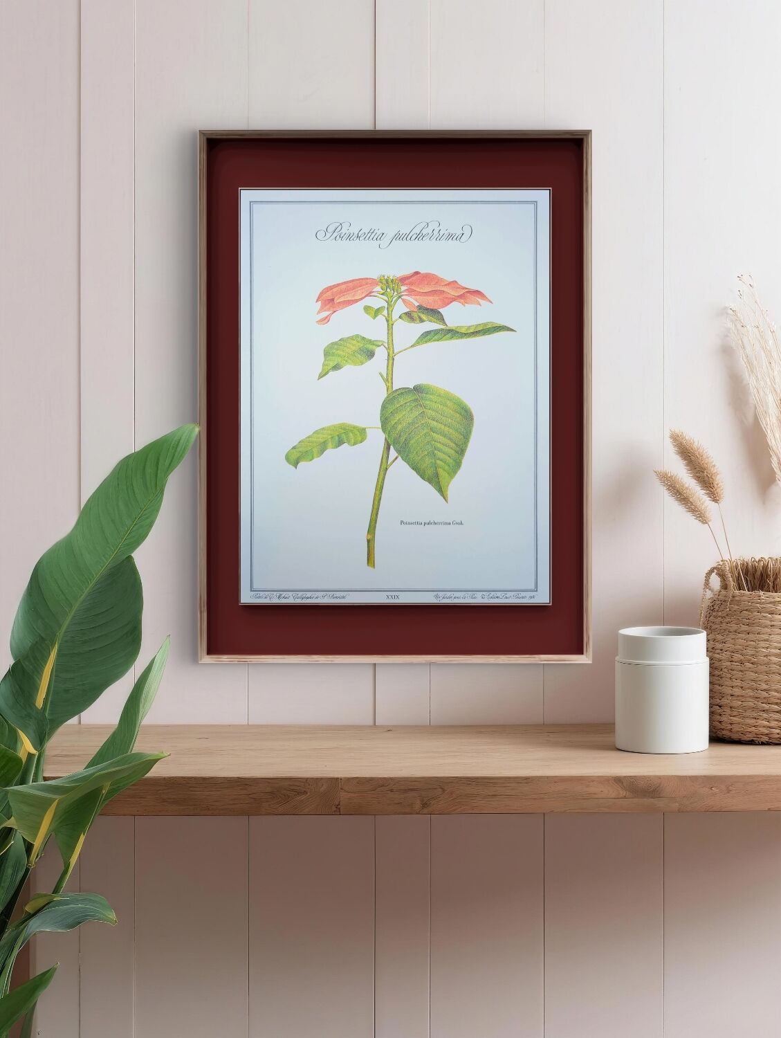 Printed in 1986, the Christmas star. Vintage botanical print.