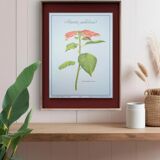 Printed in 1986, the Christmas star. Vintage botanical print.