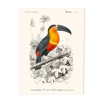 Vintage illustration of a toucan, Ramphastos maximus, a colourful tropical bird.