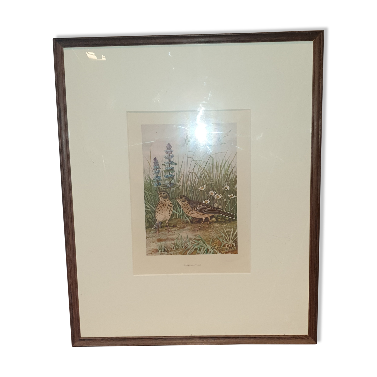 Ornithological engraving