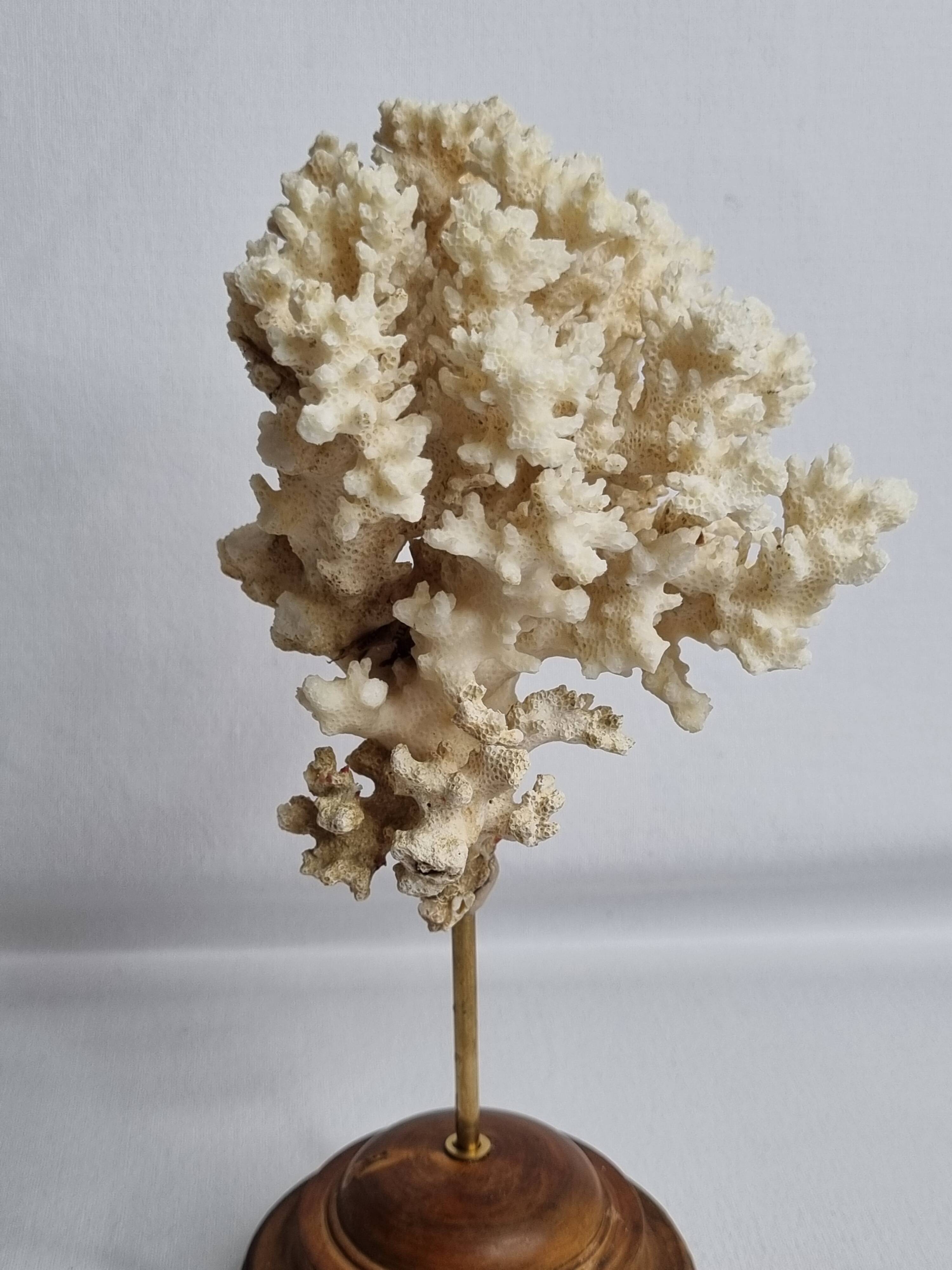 Antique ornamental coral Acropora on solid wood base, 21 cm