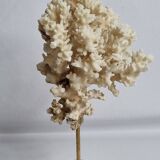 Ancien corail ornemental Acropora sur socle en bois massif, 21 cm