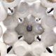 Art deco / etruscan style vintage tulip vase with glazed ceramic amphoras, italy