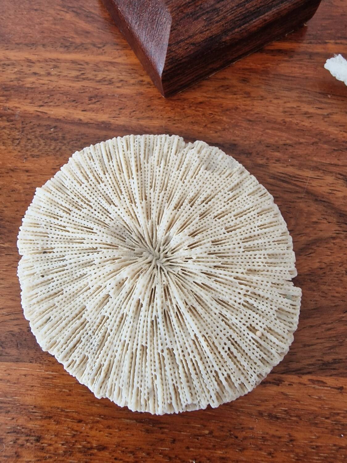 Lot of 5 corals