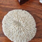 Lot of 5 corals