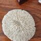 Lot of 5 corals