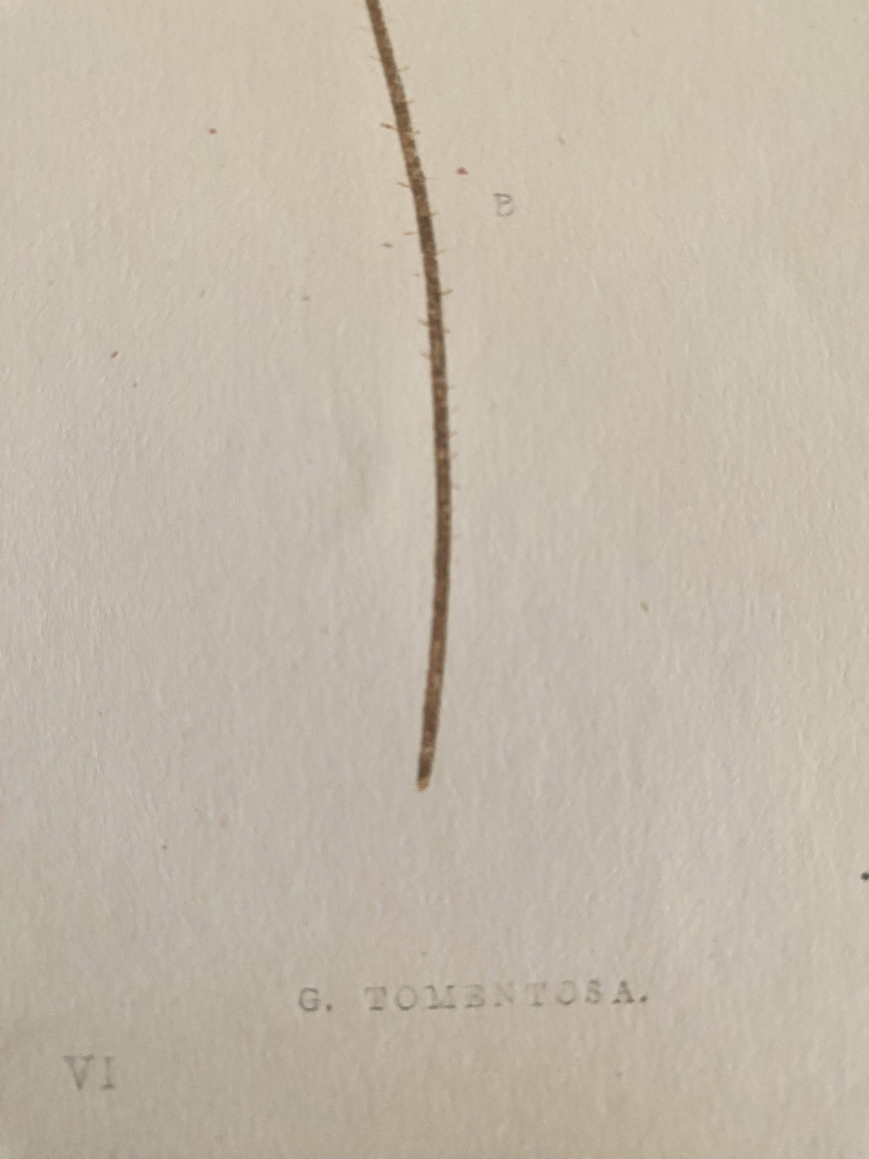 Planche botanique 1900, ed anglaise, mise sous verre