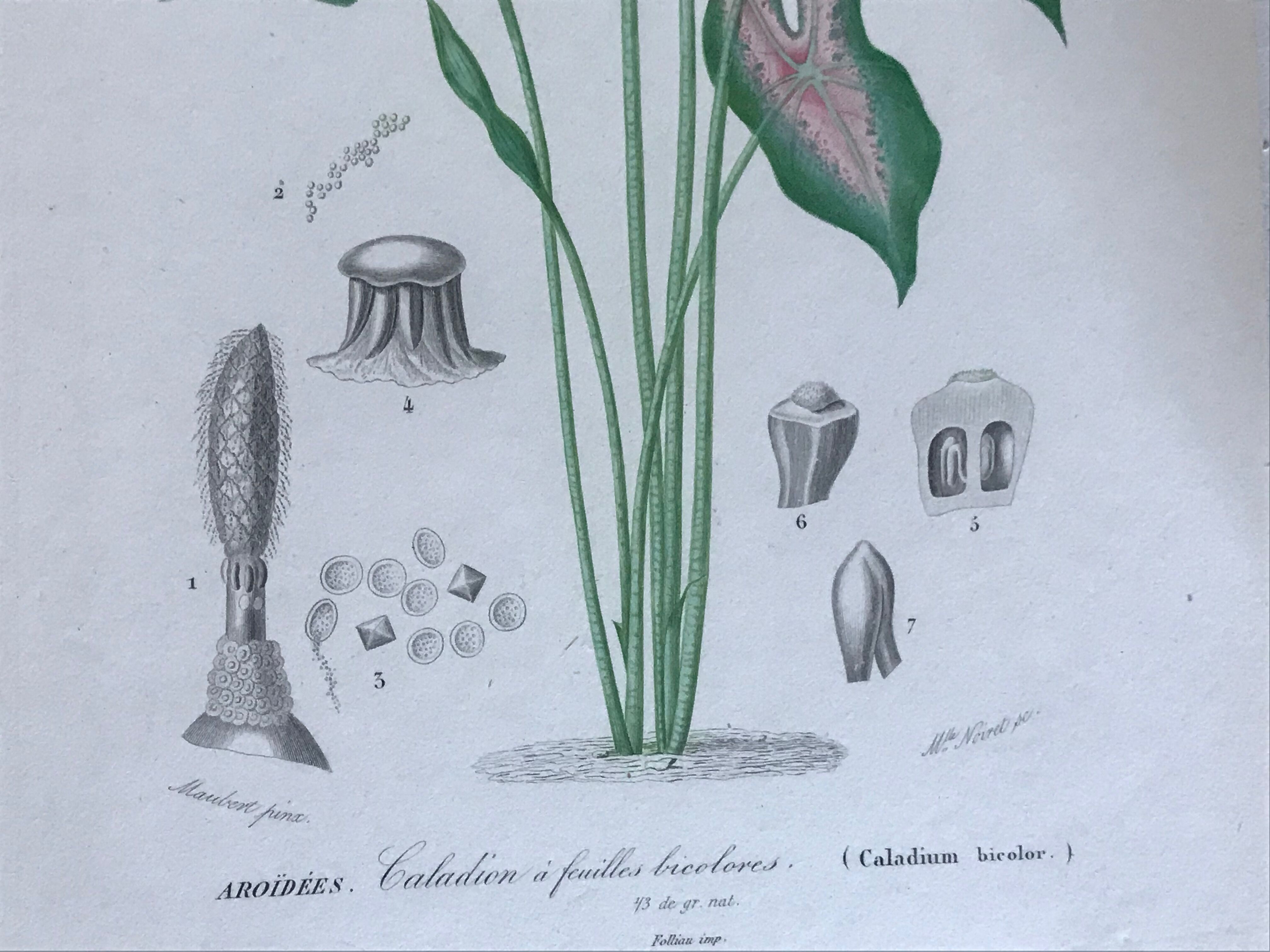 Trio of 19th-century botanical engravings