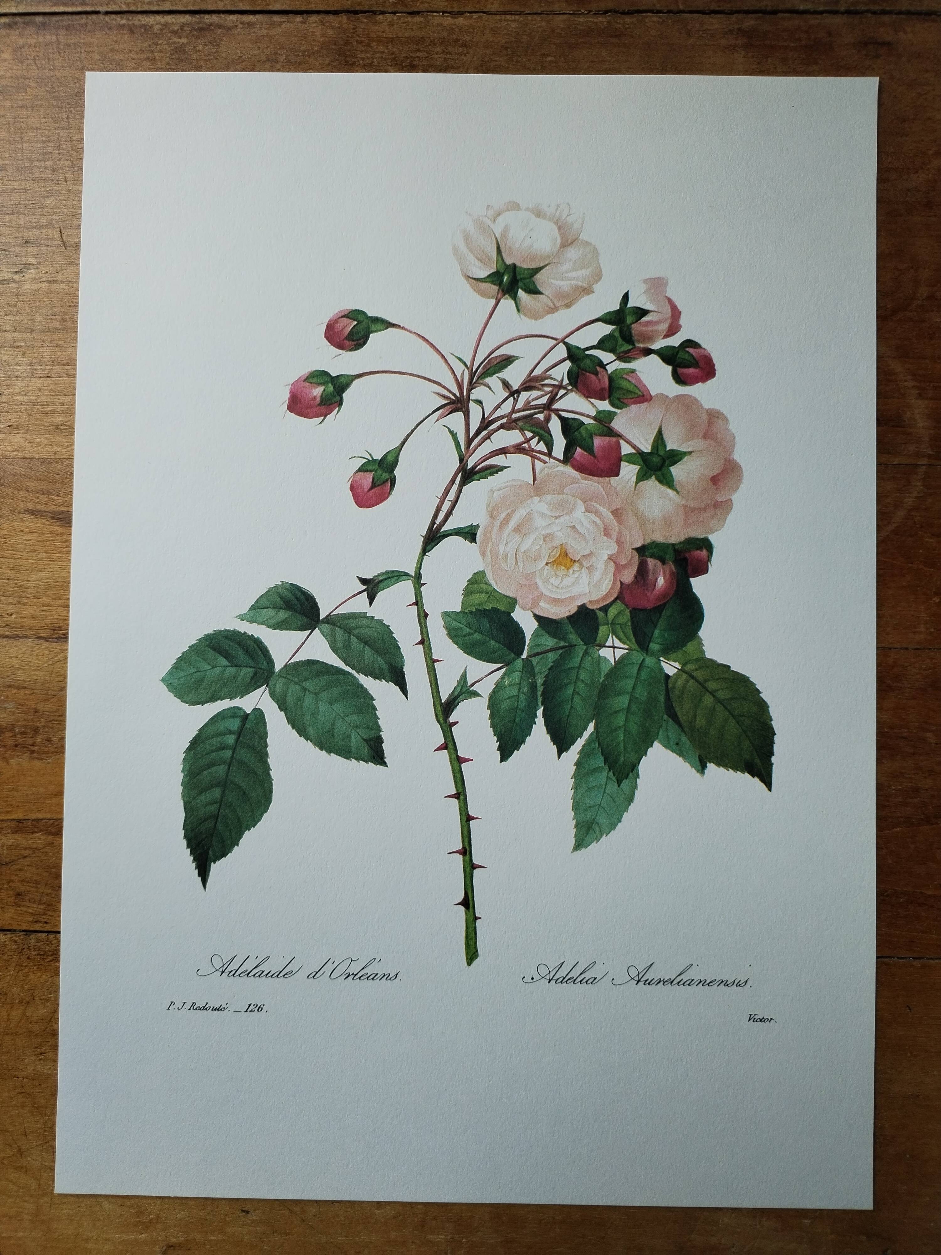 Planche illustrée originale Adélaïde d'Orléans