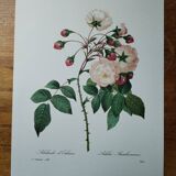 Planche illustrée originale Adélaïde d'Orléans