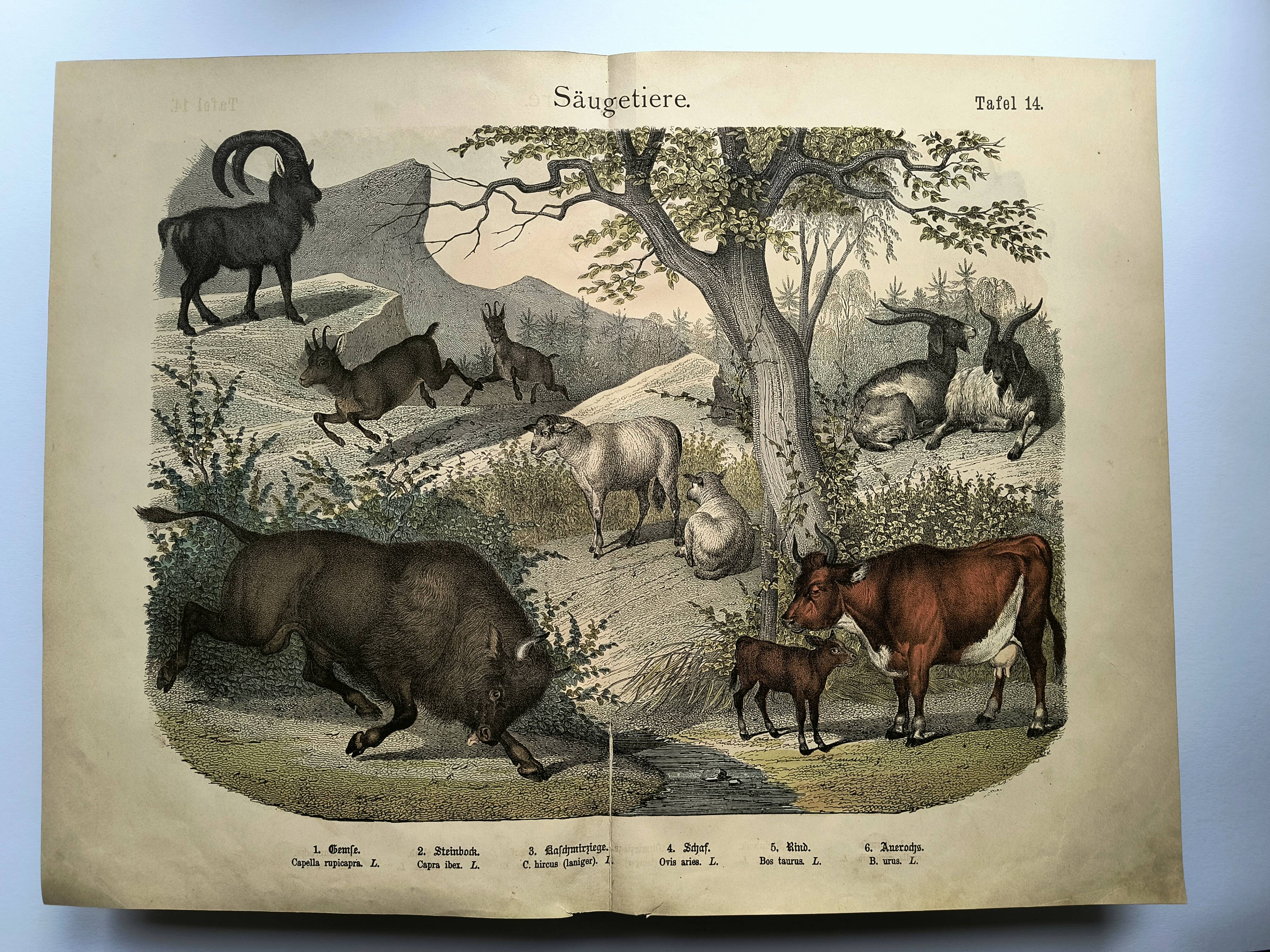 Old engraving from 1886 - Cow, sheep and goat - Lithograph of a farm