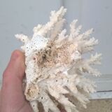 Vintage white coral