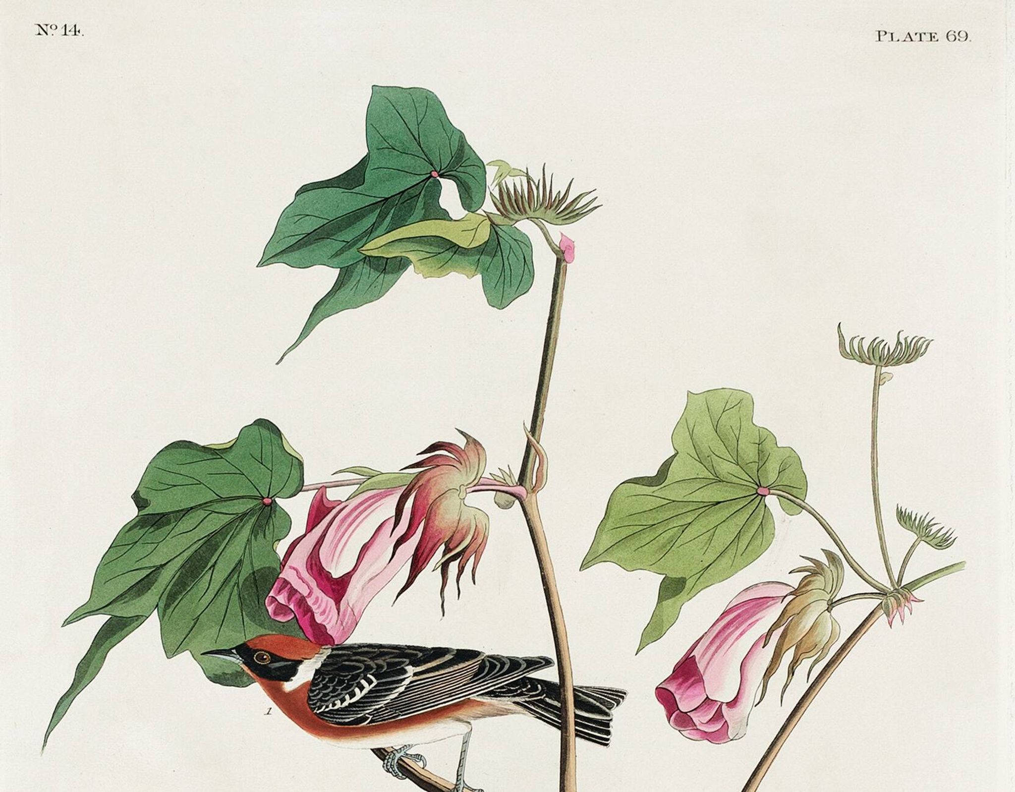 Affiche sur le Traquet fauve, d’après une gravure ancienne de 1827.
