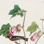 Affiche sur le Traquet fauve, d’après une gravure ancienne de 1827.