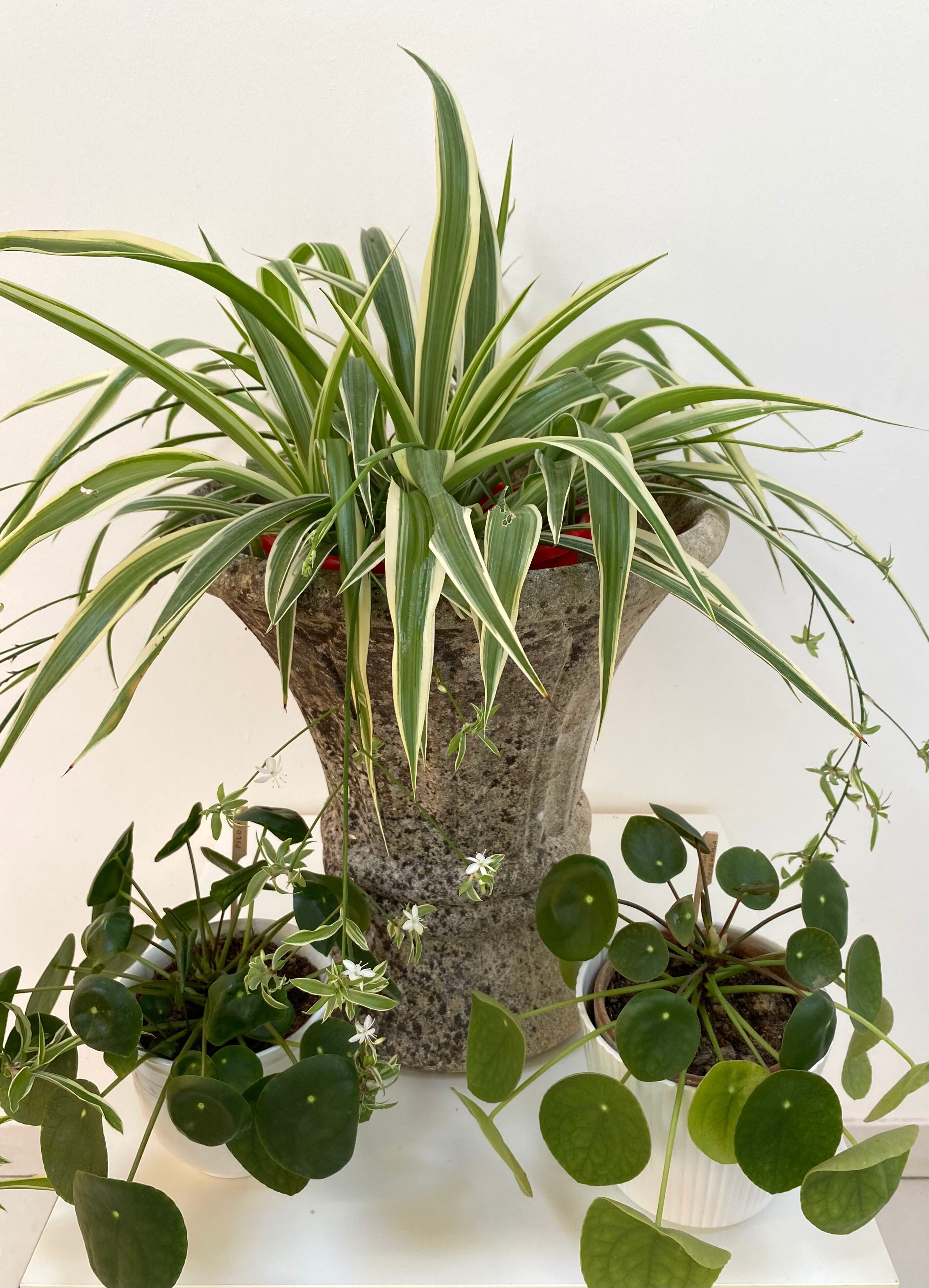 Medici style stone planter from the 60s