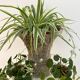 Medici style stone planter from the 60s