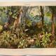 Engraving from 1909 - Tropical forest - Old German plate - Chromolithograph