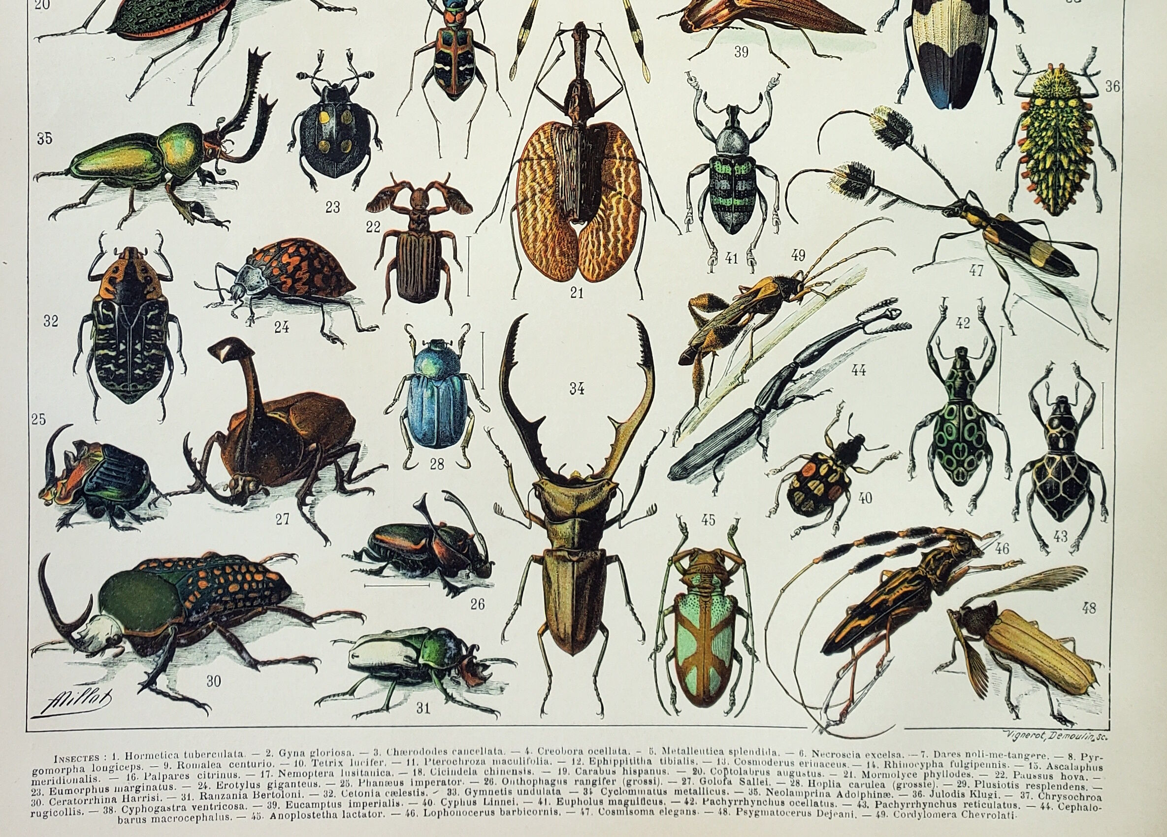 Engraving • Insects, entomology 1 • Original and vintage poster from 1898
