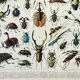 Engraving • Insects, entomology 1 • Original and vintage poster from 1898
