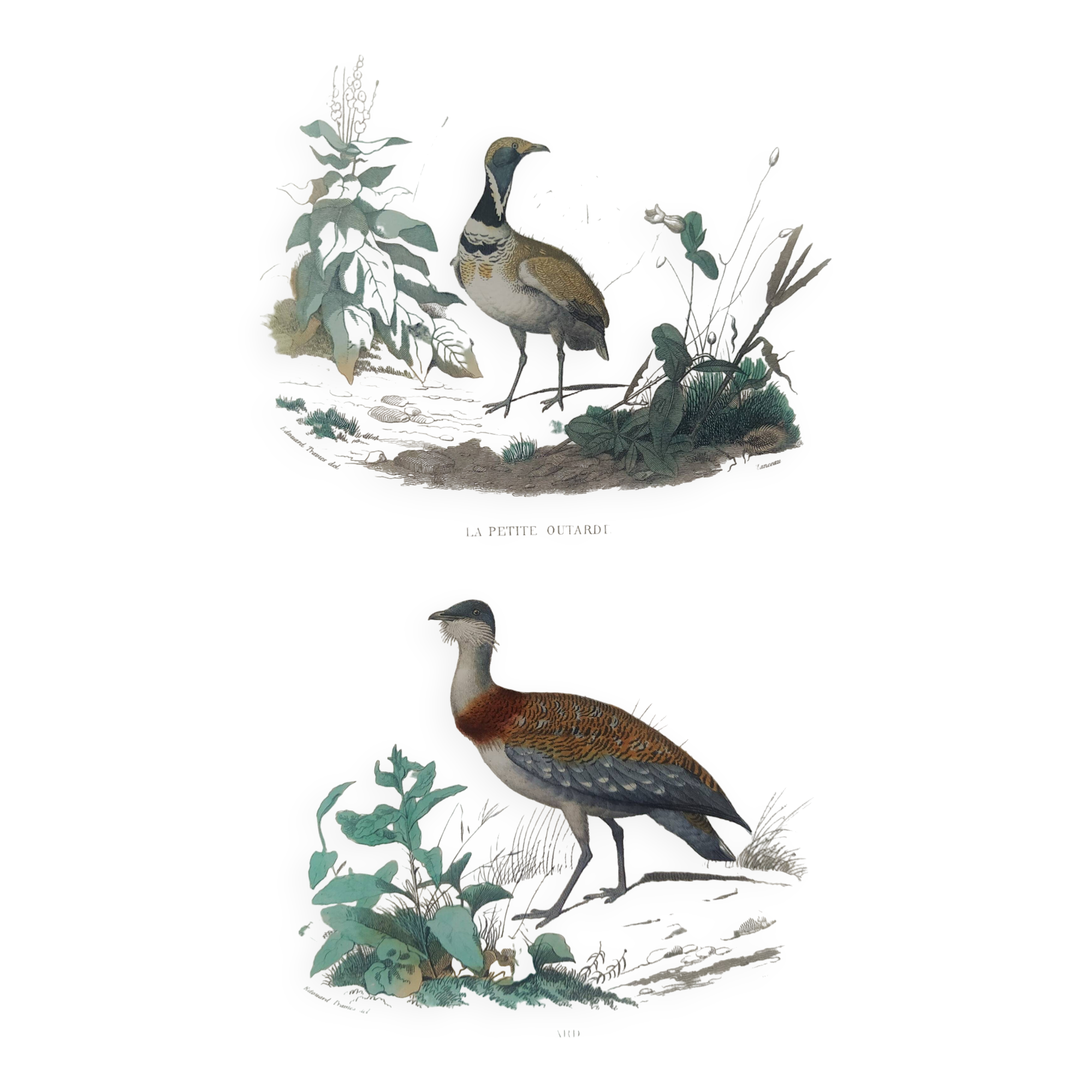 Ornithological Plate Buffon 1838 "Bustard & Little Bustard"