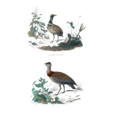 Ornithological Plate Buffon 1838 "Bustard & Little Bustard"