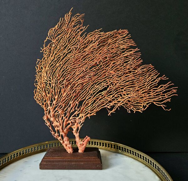 Gorgone Rouge Socle en bois. H : 32 cm   Objet de Décoration & Curiosité