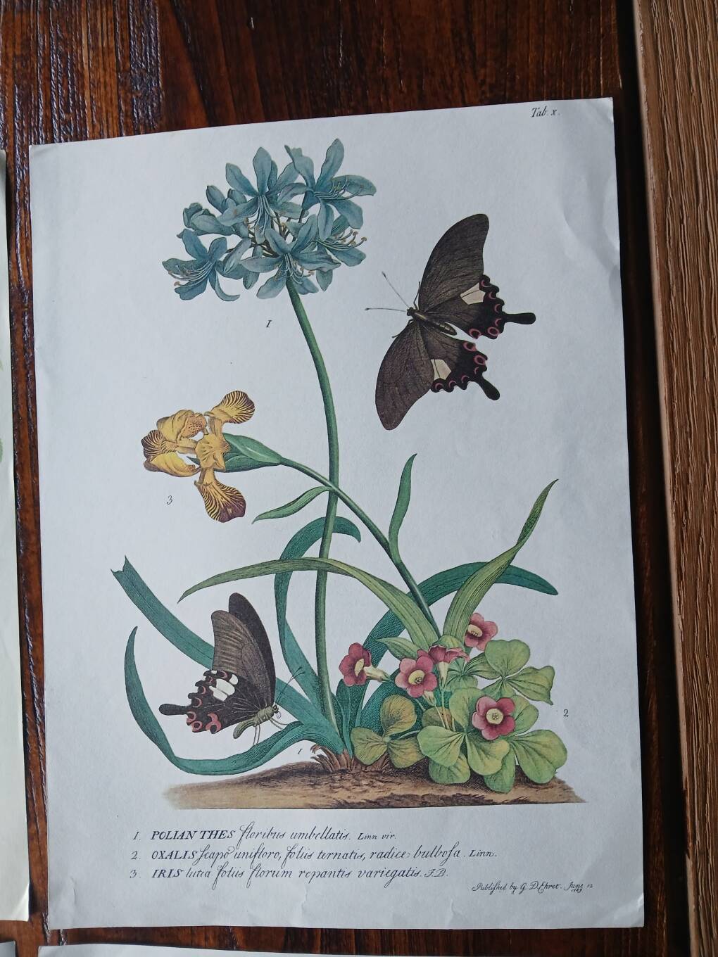 set of 6 botanical posters - fruit trees, flowers, butterflies