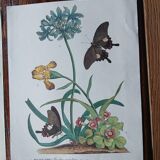 set of 6 botanical posters - fruit trees, flowers, butterflies