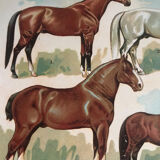Planche pédagogique chevaux
