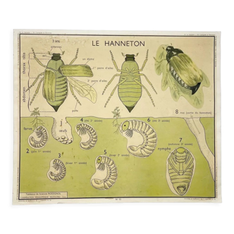 Tableau de sciences Rossignol Le hanneton l'araignée et l'écrevisse