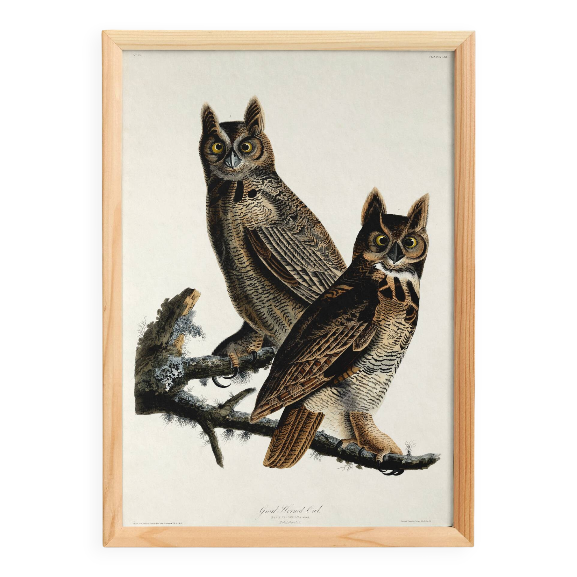 Poster for "Spectacled Owl", based on an old engraving from 1827.