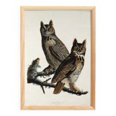Poster for "Spectacled Owl", based on an old engraving from 1827.