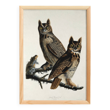 Poster for "Spectacled Owl", based on an old engraving from 1827.