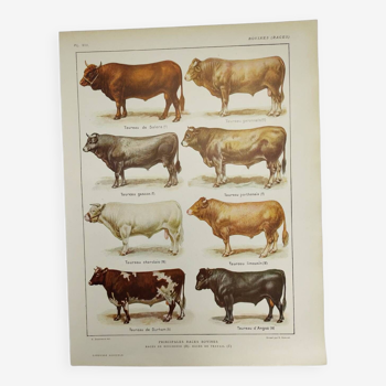 Original engraving from 1922 - Bull and Cattle - Ancient breed educational board